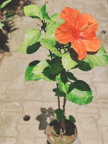 Hibiscus / Gudhal Orange in 6 Inch Nursery Pot