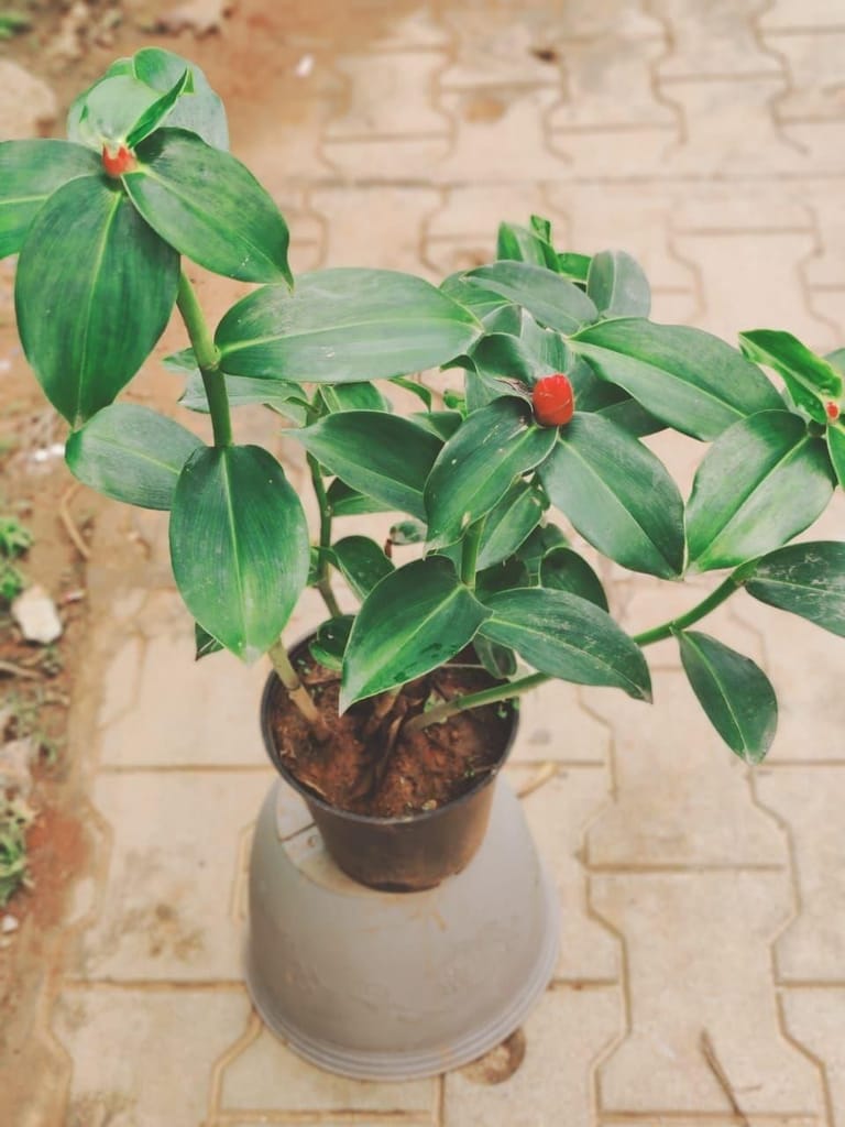 Buy Indian Head Ginger Plant in 6 Inch Plastic Pot Online | Urvann.com Indian Head Ginger Plant (any colour) in 6 Inch Nursery Pot