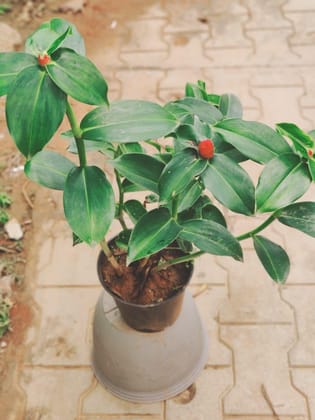 Buy Indian Head Ginger Plant in 6 Inch Plastic Pot Online | Urvann.com
