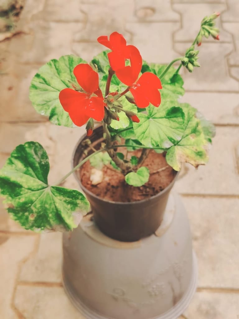 Buy Pelargonium in 6 Inch Plastic Pot Online | Urvann.com Pelargonium in 6 Inch Nursery Pot