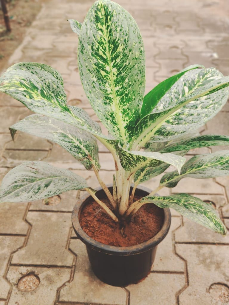 Buy Aglaonema Ice in 10 Inch Plastic Pot Online | Urvann.com Aglaonema Ice in 10 Inch Nursery Pot