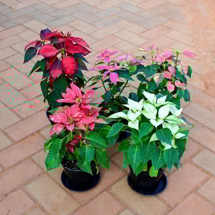Buy Set of 5 - Poinsettia / Christmas Flower ( Red, White, Red Pink, Pink White & Pink) in 5 Inch Black Nursery Pot with Tray Online | Urvann.com