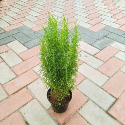 Kochia in 5 Inch Nursery Pot
