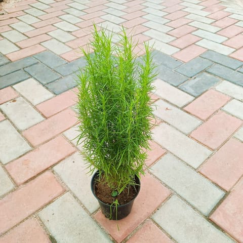 Kochia in 5 Inch Nursery Pot