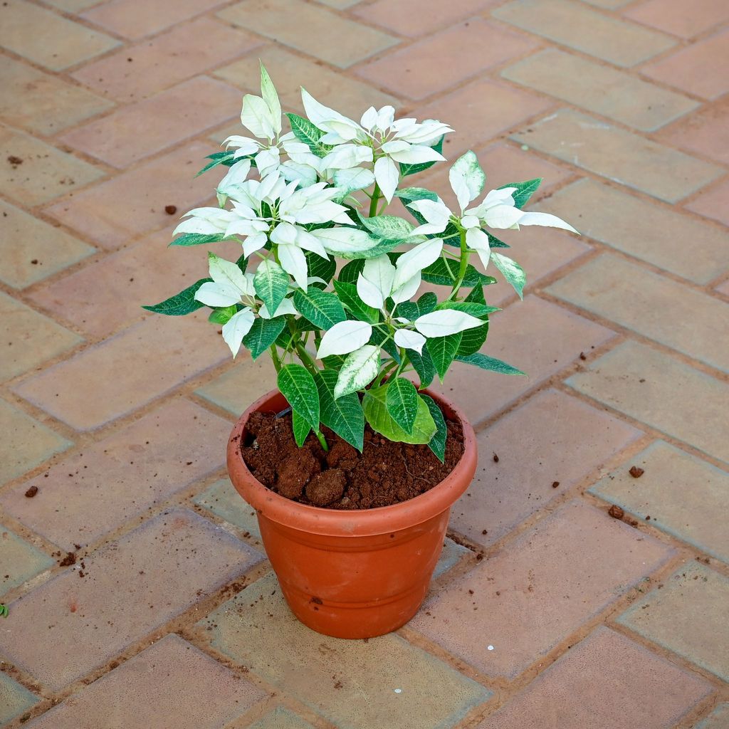 Buy Poinsettia / Christmas Flower White in 7 Inch Classy Red Plastic Pot Online | Urvann.com Poinsettia / Christmas Flower White in 7 Inch Classy Red Plastic Pot