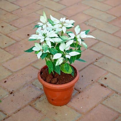Buy Poinsettia / Christmas Flower White in 7 Inch Classy Red Plastic Pot Online | Urvann.com