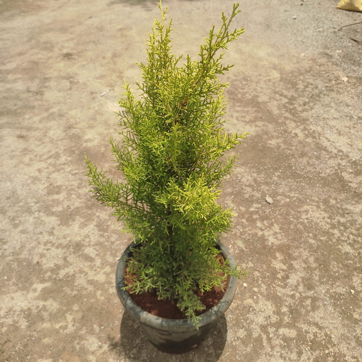 Cypress Lemon in 10 Inch Nursery Pot