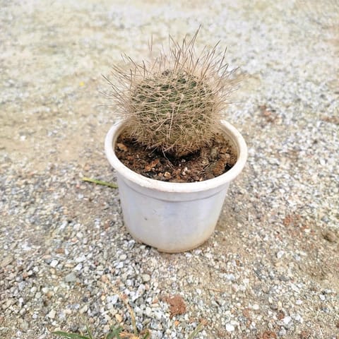 Eriosyce Cactus in 3 Inch Nursery Pot