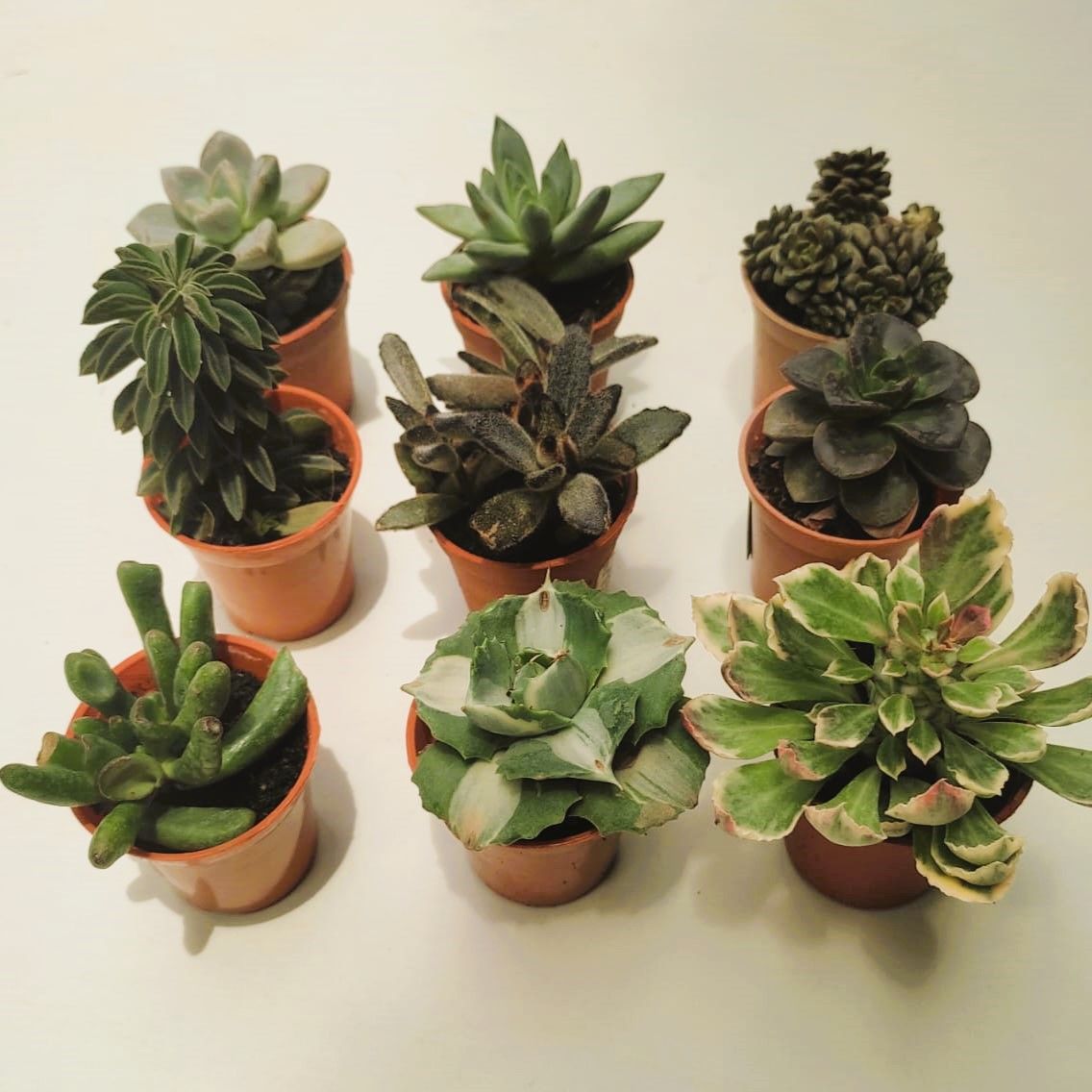 The Succulent Special - Set of 9 - Succulents (Black Echeveria, Stonecrop, Echeveria Lilacina, Chocolate Solider, Peperomia Rosso, Hookers Moonstone, Adromischus & Agave Potatorum in 2 Inch Nursery Pot