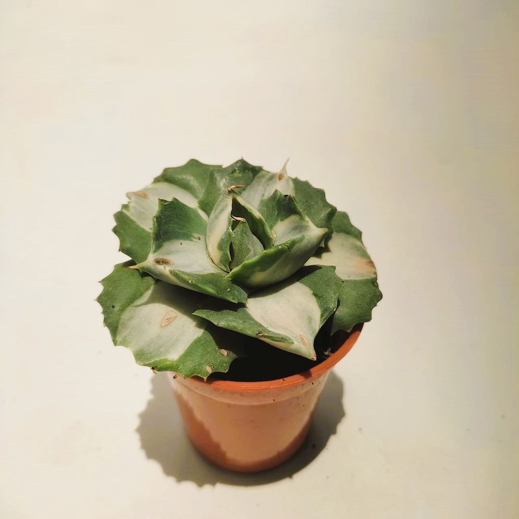 Agave Potatorum Succulent in 2 Inch Nursery Pot