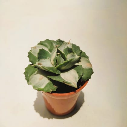 Buy Agave Potatorum Succulent in 2 Inch Plastic Pot Online | Urvann.com