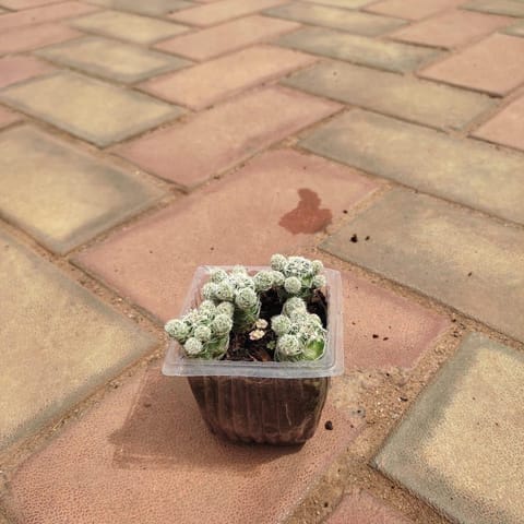 Thimble Cactus in 2 Inch Nursery Bag
