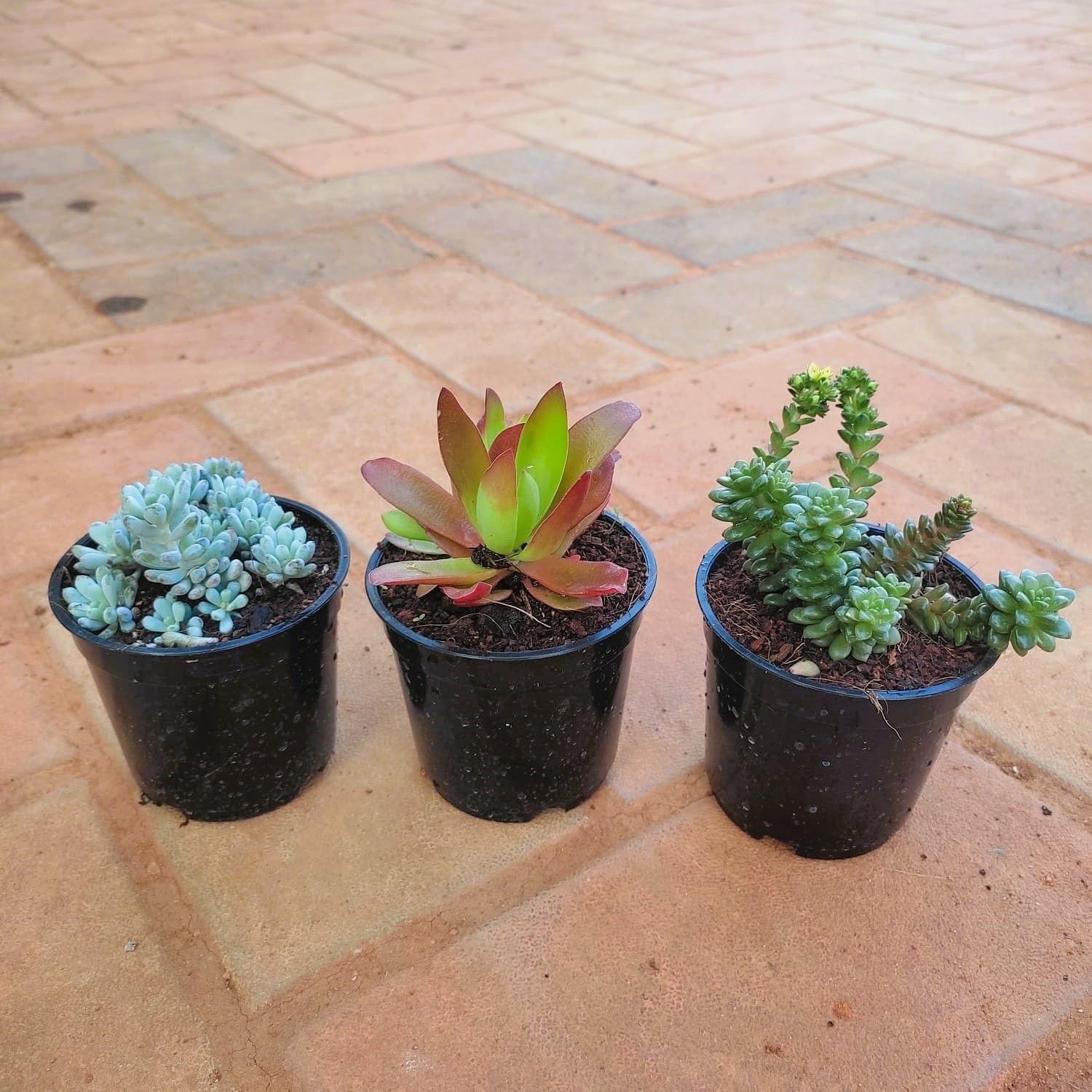 Set of 3 - Succulents (Burro's - Tail Light Green, Dark Green & Red Pagoda ) in 3 Inch Nursery Pot