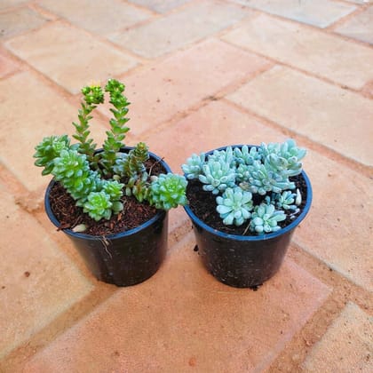 Buy Set of 2 - Burro's Tail Succulent (Dark Green & Light Green) in 3 Inch Plastic Pot Online | Urvann.com