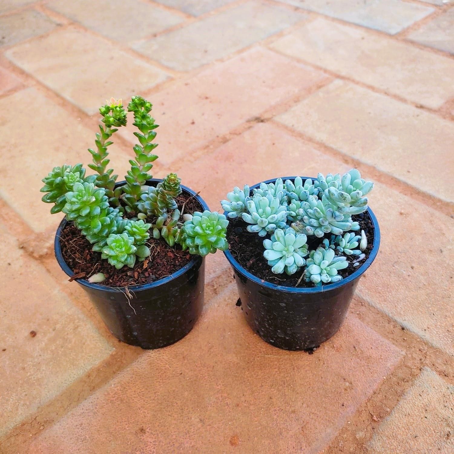 Set of 2 - Burro's Tail Succulent (Dark Green & Light Green) in 3 Inch Nursery Pot