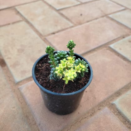 Buy Burro's - Tail Green Yellow Succulent in 3 Inch Plastic Pot Online | Urvann.com