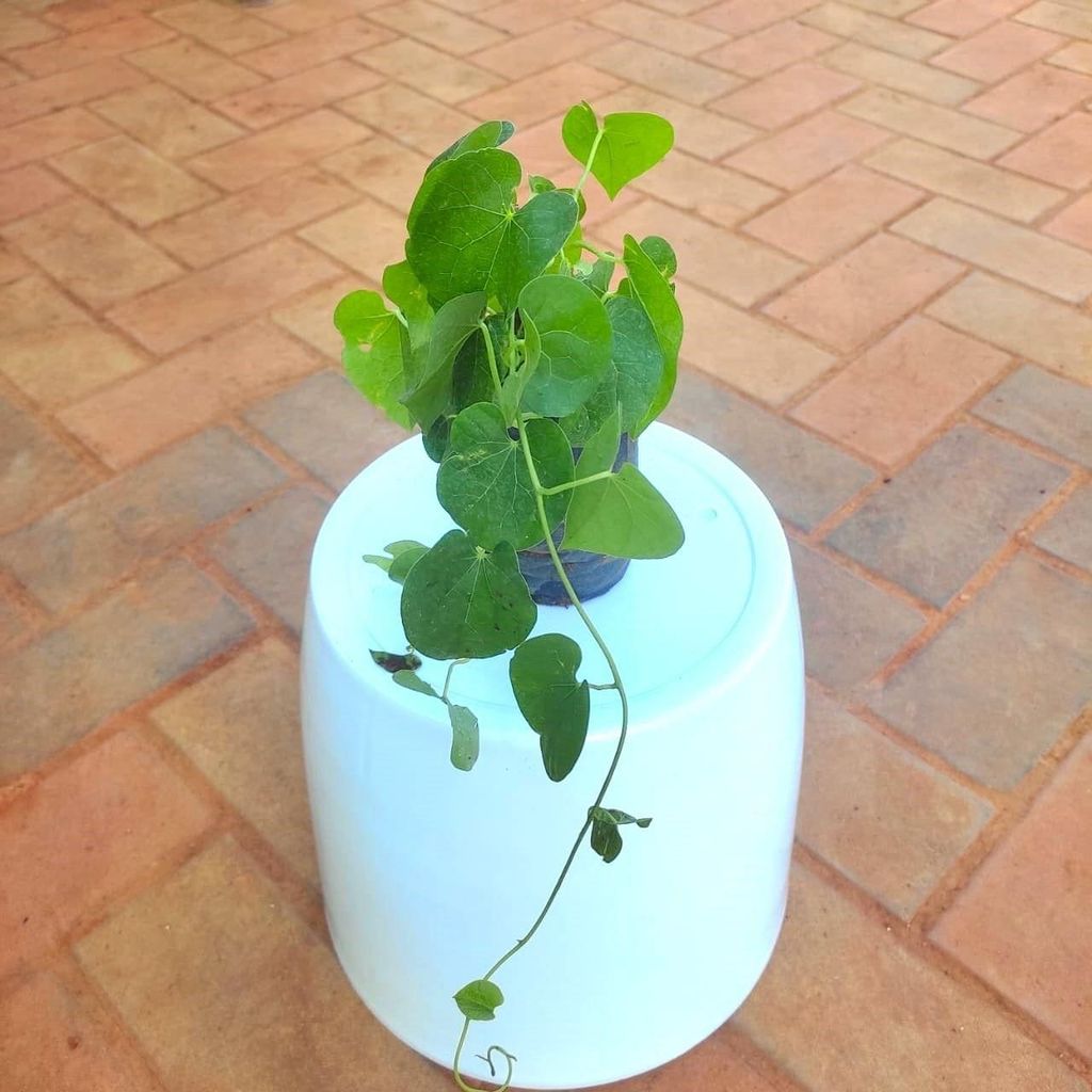 Amrutha Balli / Giloy / Guduchi Plant in 4 Inch Nursery Bag