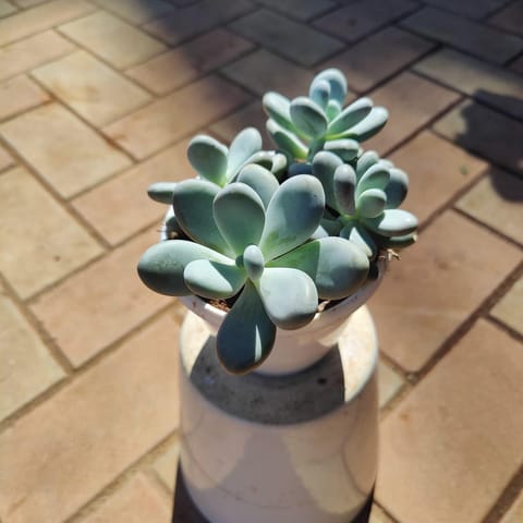 Pachyphytum Oviferum Succulent in 4 Inch Nursery Pot