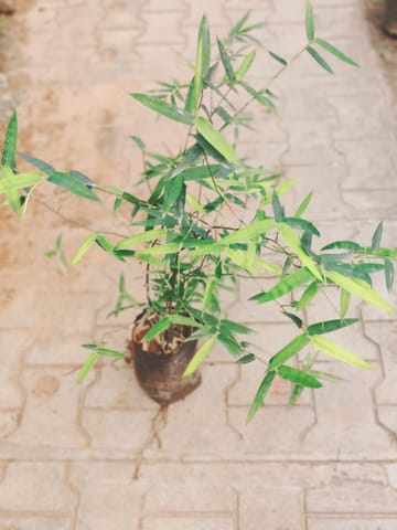 Jungle Bamboo in 4 Inch Nursery Bag