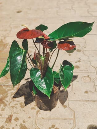 Buy Anthurium Brown in 6 Inch Plastic Pot Online | Urvann.com