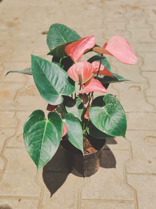 Buy Anthurium Pink in 6 Inch Plastic Pot Online | Urvann.com