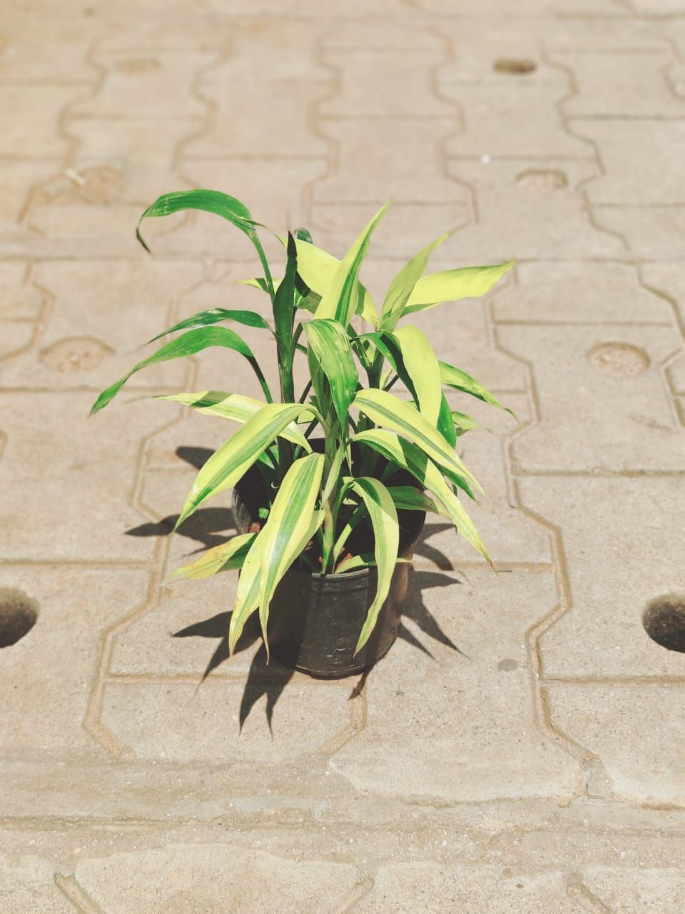 Bamboo in 5 Inch Nursery Bag