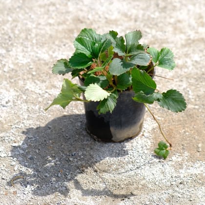 Buy Strawberry in 4 Inch Nursery Pot Online | Urvann.com