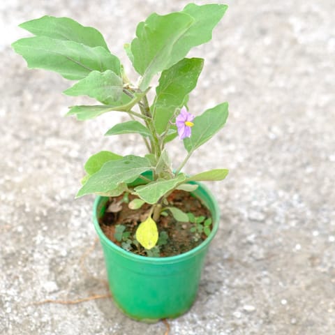Egg plant / Brinjal in 4 Inch Nursery Pot