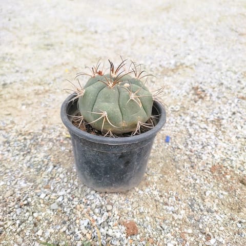 Gymnocalycium Cactus in 3 Inch Nursery Pot