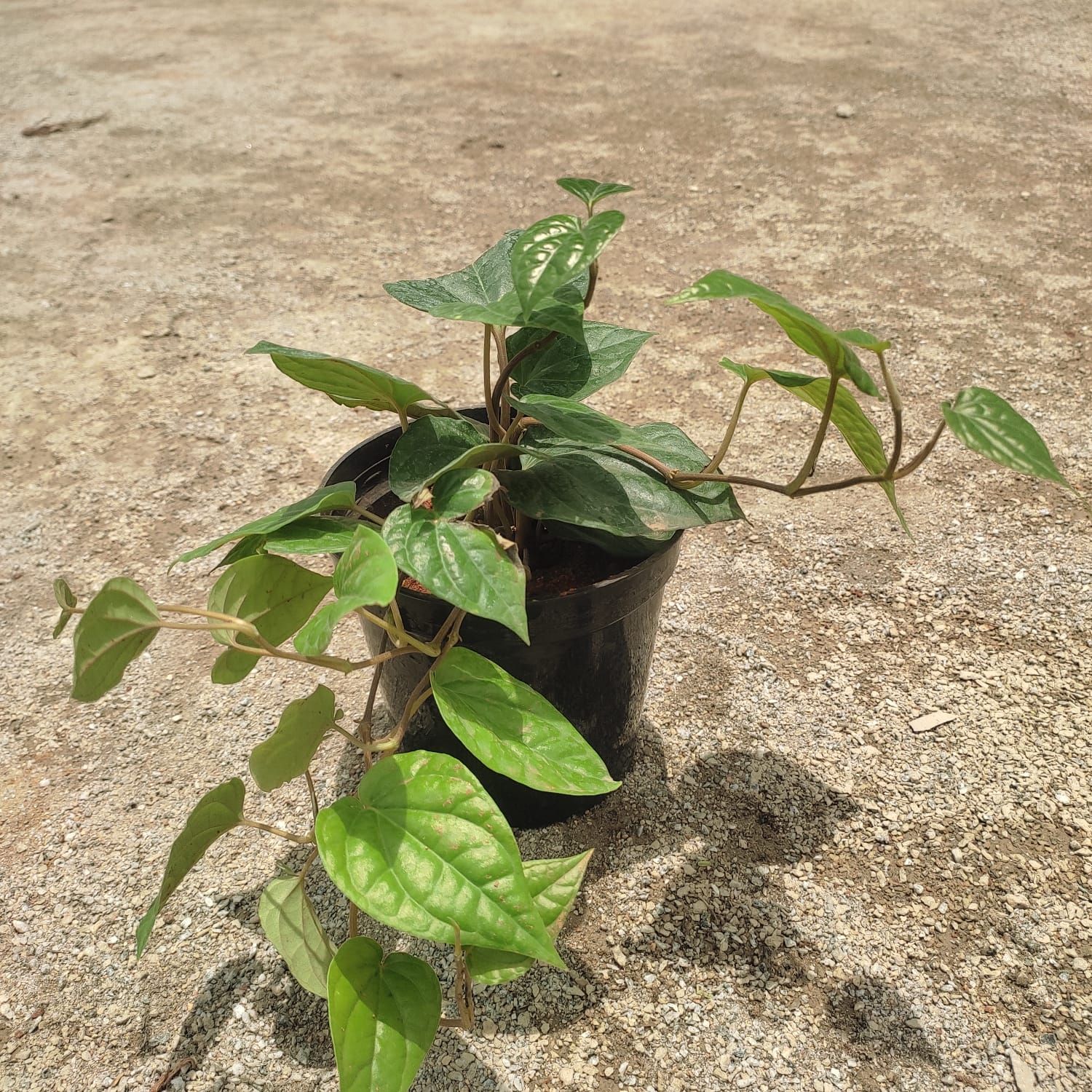 Paan / Betal Leaf in 5 Inch Nursery Pot