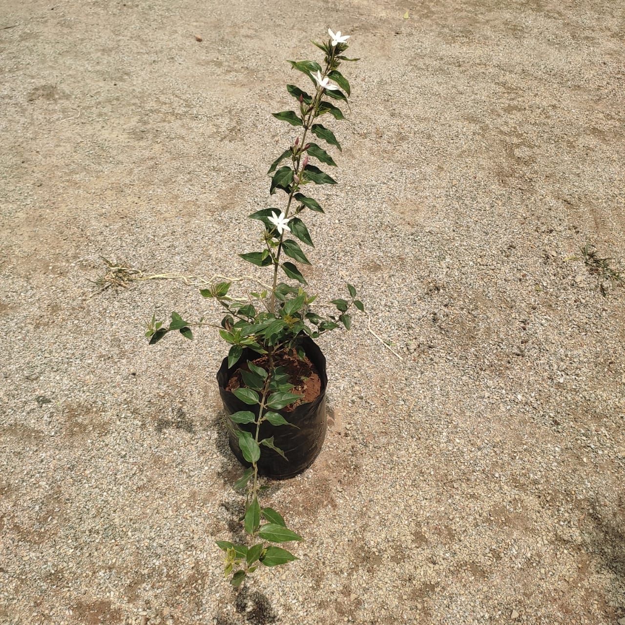 Jaji Malga / Jasmine (any colour) in 4 Inch Nursery Bag