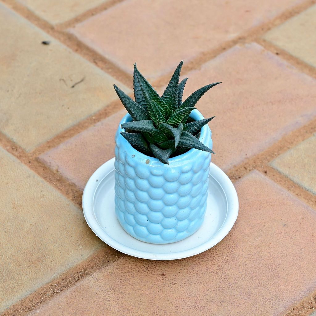 Buy Haworthiopsis Limifolia Succulent in 3 Inch Bubbles Designer Cylindrical Ceramic Pot (any colour) Online | Urvann.com Haworthiopsis Limifolia Succulent in 3 Inch Bubbles Designer Cylindrical Ceramic Pot (any colour)