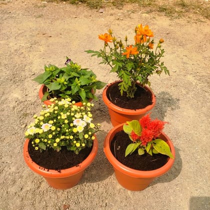 Buy Set of 4 - Chrysanthemum, Cosmos, Celosia & Torenia / Wishbone (any colour) in 7 Inch Classy Red Plastic Pot Online | Urvann.com
