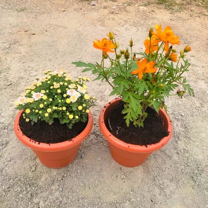 Buy Set of 2 - Chrysanthemum & Cosmos (any colour) in 7 Inch Classy Red Plastic Pot Online | Urvann.com