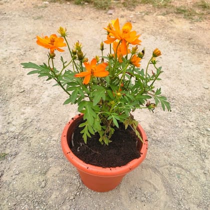 Buy Cosmos ( Any Colour) in 7 Inch Classy Red Plastic Pot Online | Urvann.com