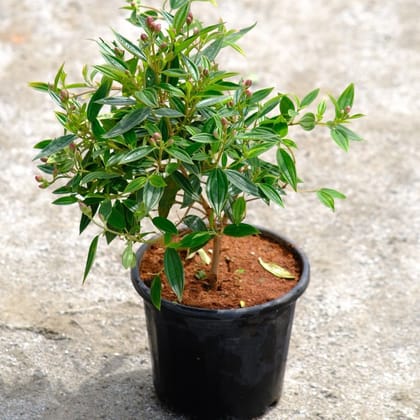 Buy Begam Bahar / Bougainvillea (any colour) in 5 Inch Nursery Pot Online | Urvann.com
