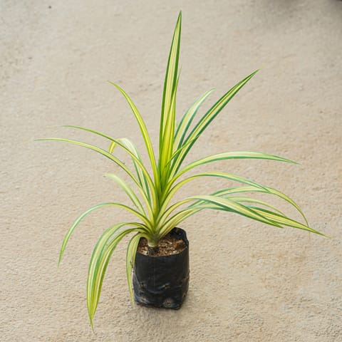 Spider Plant in 4 Inch Nursery Bag