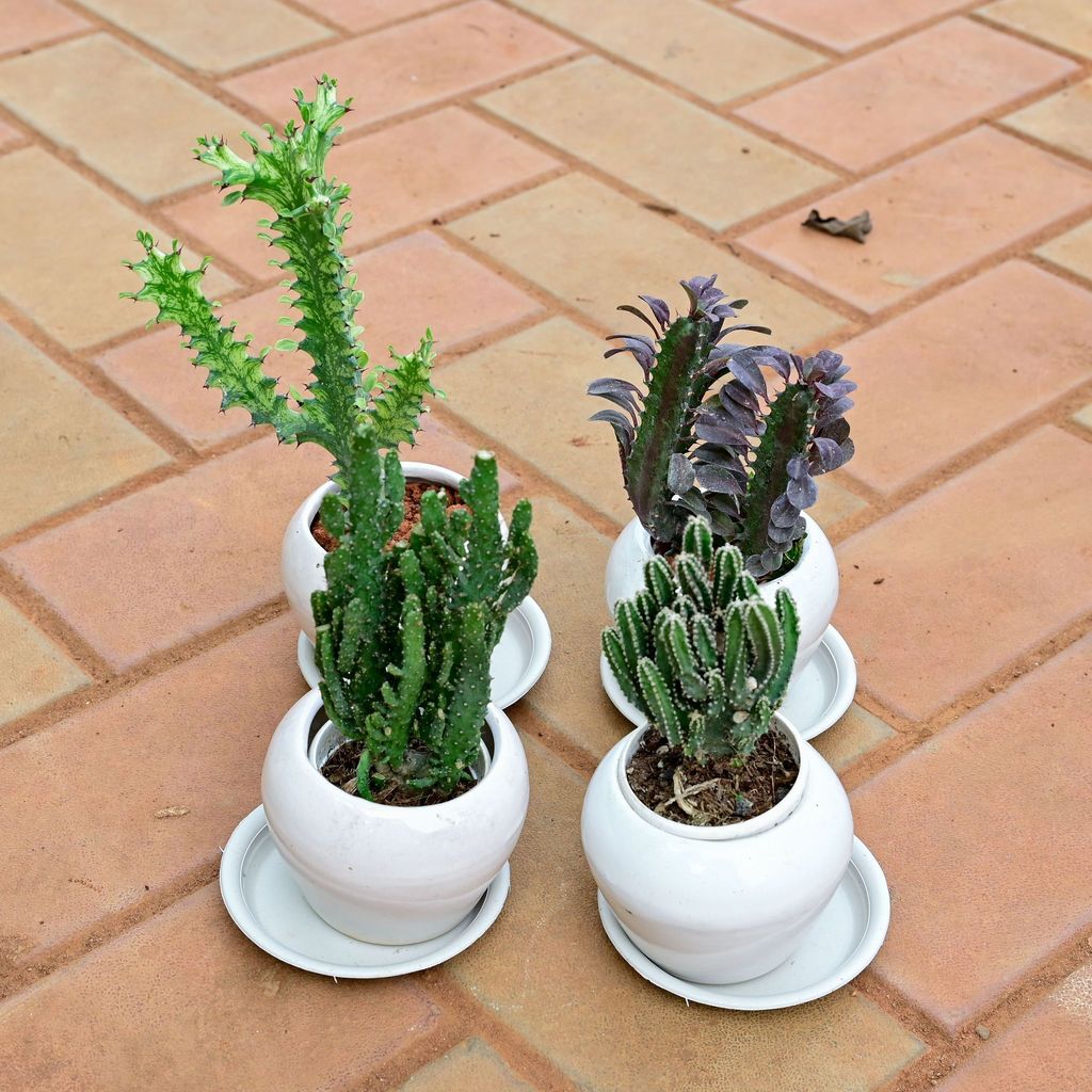 Buy Set of 4 - Euphorbia Lactea, Opuntia Monacantha, Cereus Jamacaru & Euphorbia Trigona Cactus in 3 Inch Classy White Apple Ceramic Pot with Tray Online | Urvann.com Set of 4 - Euphorbia Lactea, Opuntia Monacantha, Cereus Jamacaru & Euphorbia Trigona Cactus in 3 Inch Classy White Apple Ceramic Pot with Tray