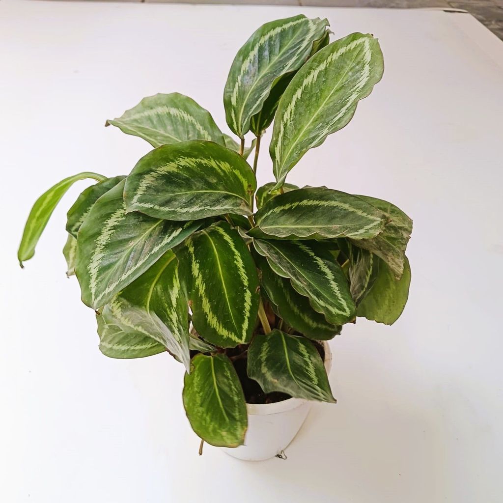 Buy Calathea veitchiana / Goeppertia Veitchiana in 4 Inch Plastic Pot Online | Urvann.com Calathea veitchiana / Goeppertia Veitchiana in 4 Inch Nursery Pot