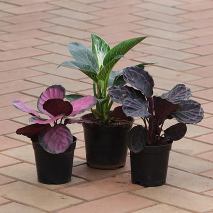 Buy Set of 2 - Calathea (Dottie Red & Rosy) & Philodendron Birkin in 4 Inch Plastic Pot Online | Urvann.com