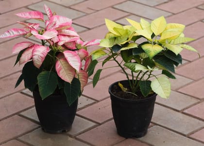 Buy Set Of 2 - Poinsettia / Christmas Flower ( Pink & Yellow) in 4 Inch Plastic Pot Online | Urvann.com