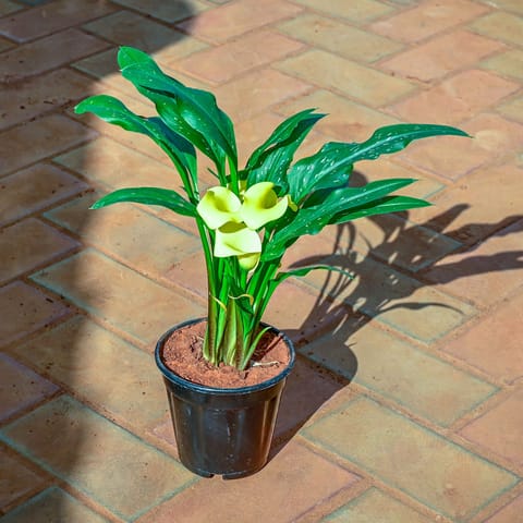 Arum - Lily (any colour) in 4 Inch Nursery Pot