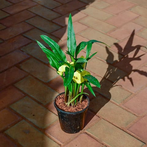 Canna Lily (any colour) in 5 Inch Nursery Pot