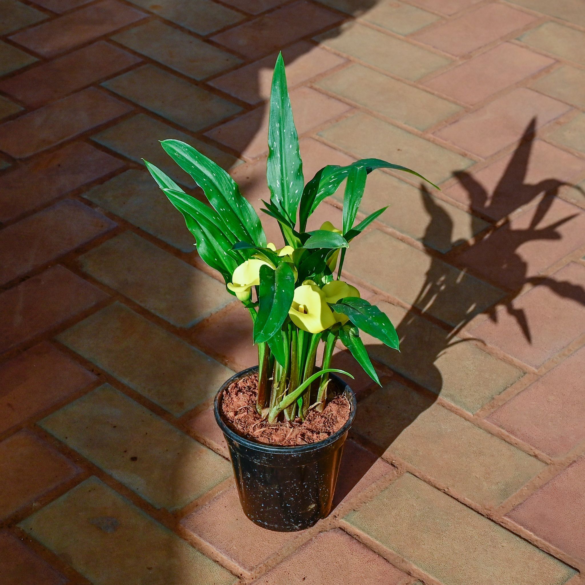 Canna Lily (any colour) in 5 Inch Nursery Pot