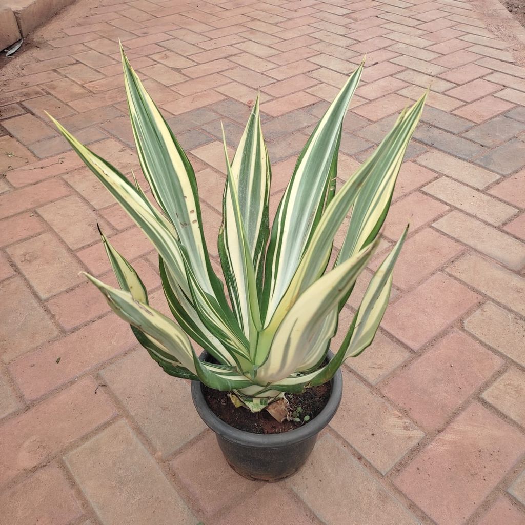 Buy Agave Century Plant in 8 Inch Nursery Pot Online | Urvann.com Agave Century Plant in 8 Inch Nursery Pot