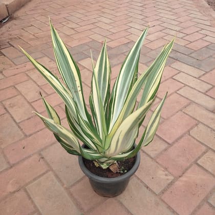 Buy Agave Century Plant in 8 Inch Nursery Pot Online | Urvann.com