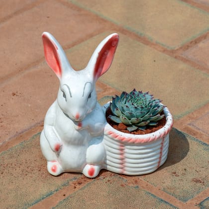 Buy Lakshmi / Laxmi Kamal Succulent in 1 Inch Cute Baby Rabbit Designer Ceramic Pot (any colour & design) Online | Urvann.com
