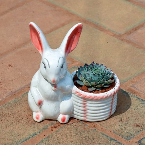 Lakshmi / Laxmi Kamal Succulent in 1 Inch Cute Baby Rabbit Designer Ceramic Pot (any colour & design)