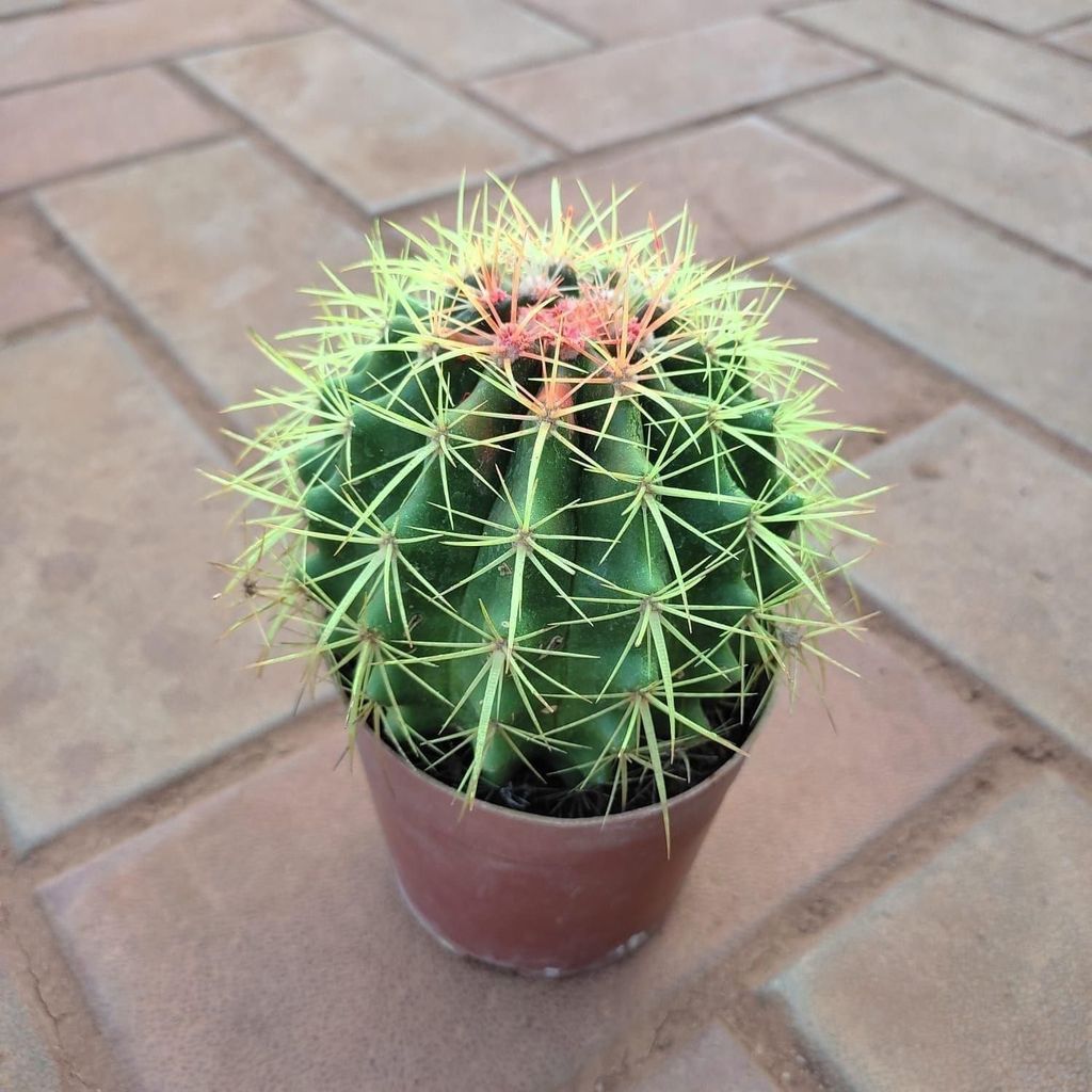 Buy Echinopsis Tubiflora Cactus (any colour) in 3 Inch Plastic Pot Online | Urvann.com Echinopsis Tubiflora Cactus (any colour) in 3 Inch Nursery Pot