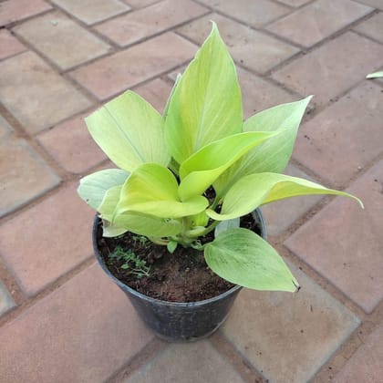 Buy Philodendron Birkin Golden in 5 Inch Plastic Pot Online | Urvann.com